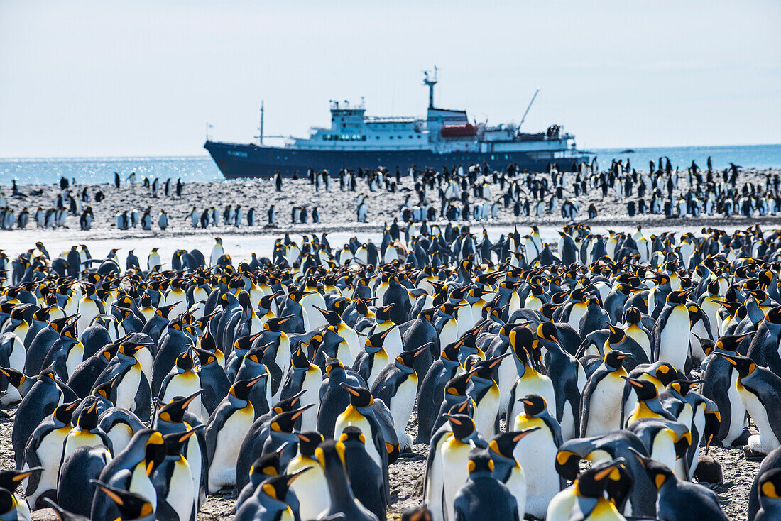 Giant king penguin (Aptenodytes patagonicus) colony and a cruise ship, Salisbury Plain, South Georgia, Antarctica, Polar Regions