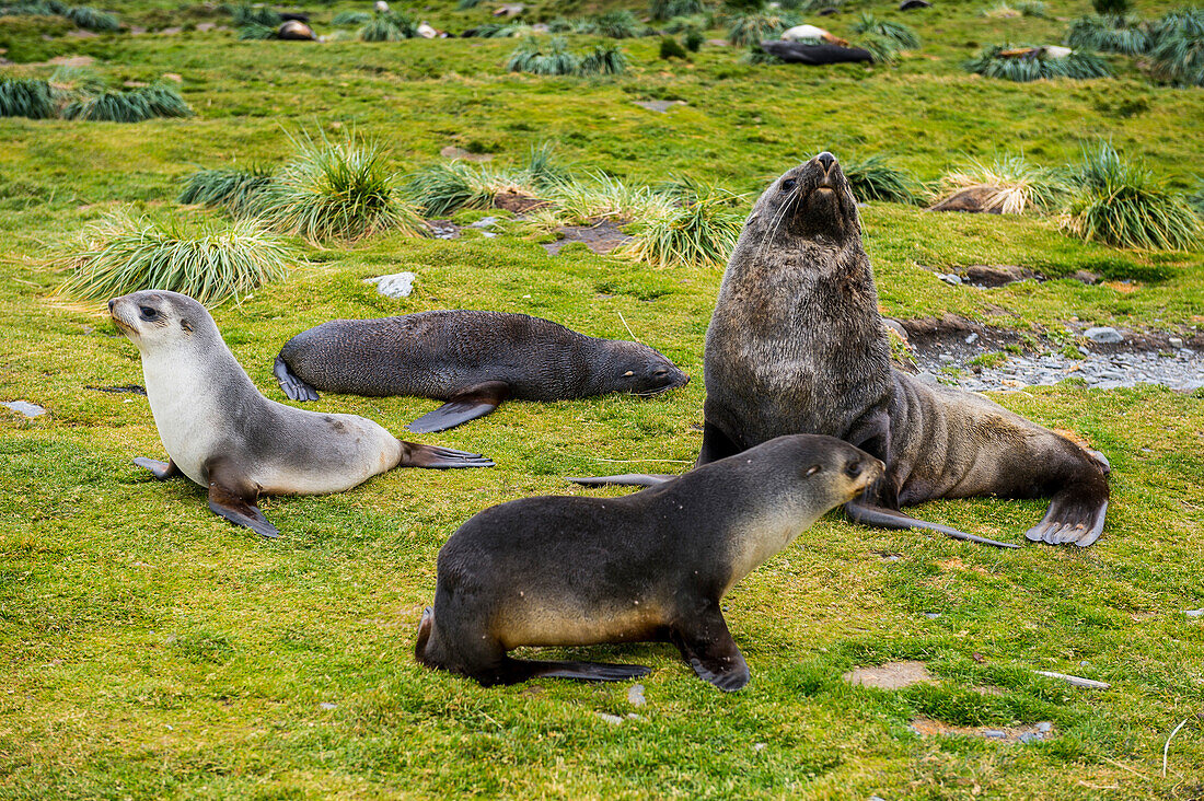 Antarctic fur seals (Arctocephalus gazella), Grytviken, South Georgia, Antarctica