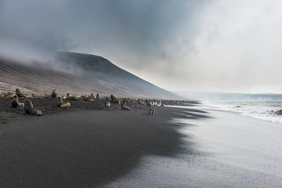 Antarctic fur seals (Arctocephalus gazella) and a huge Chinstrap penguin colony (Pygoscelis antarctica) on a black volcanic beach, Saunders Island, South Sandwich Islands, Antarctica, Polar Regions