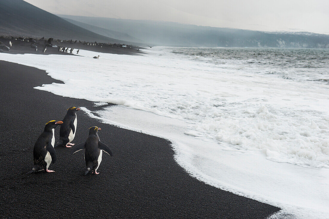 Southern rockhopper penguin group (Eudyptes chrysocome), Saunders Island, South Sandwich Islands, Antarctica, Polar Regions