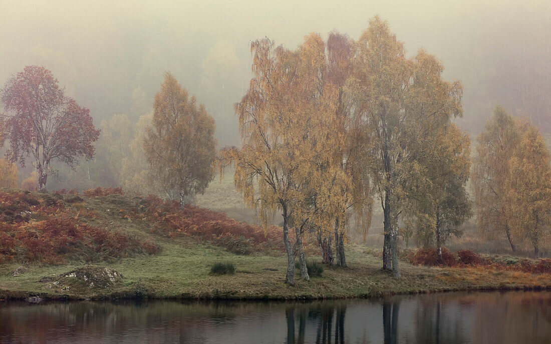 Autumn colour along the shore of Loch Tummel with mist lingering in the valley, Scottish Highlands, Scotland, United Kingdom, Europe