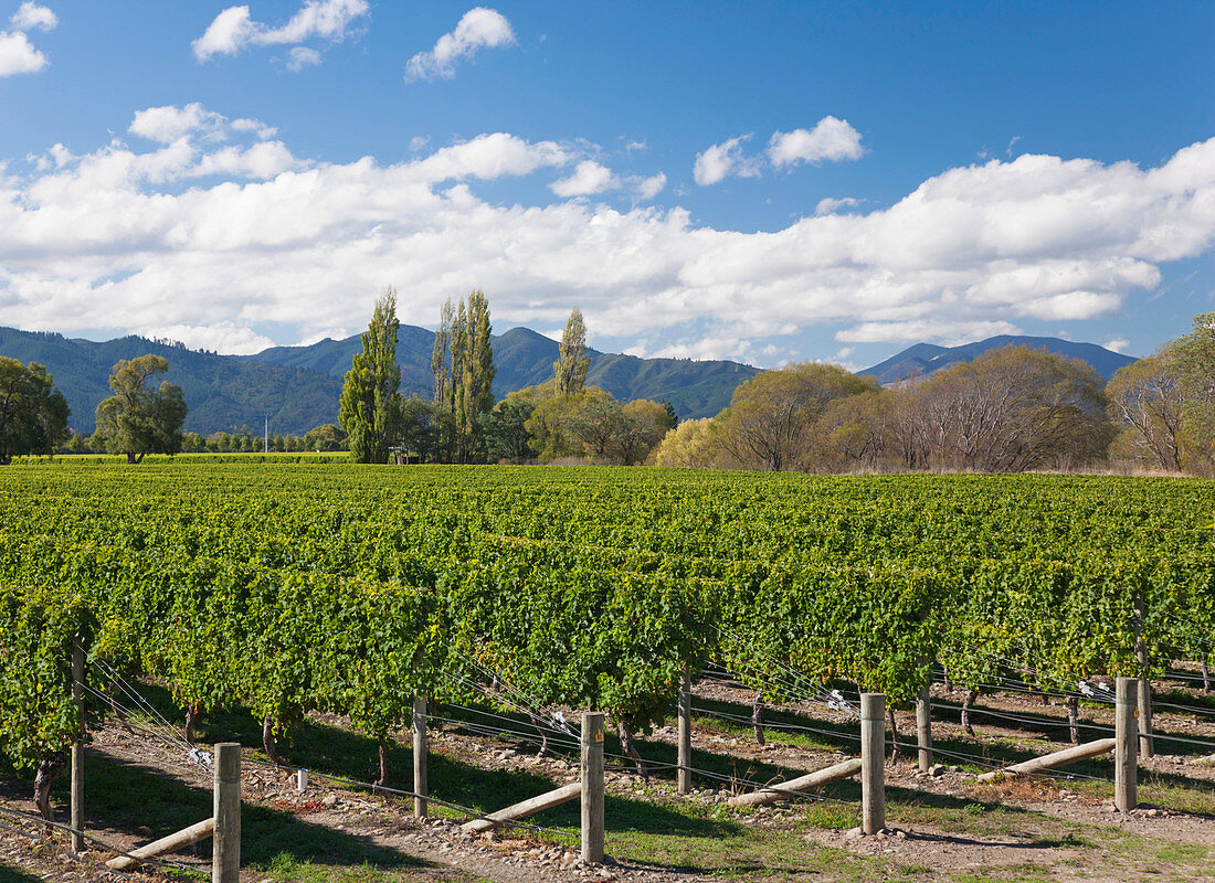 Orderly rows of vines in a typical Wairau Valley vineyard, Renwick, near Blenheim, Marlborough, South Island, New Zealand, Pacific