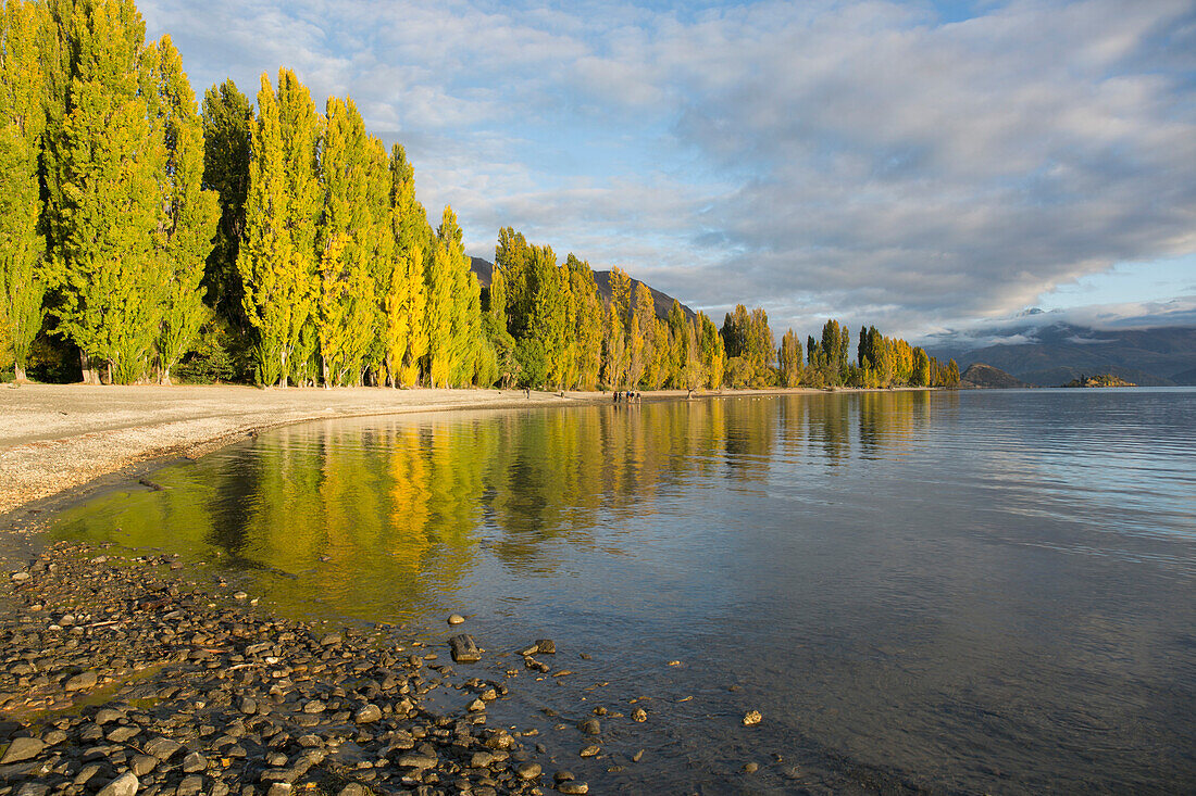 View along the shore of tranquil Lake Wanaka, autumn, Roys Bay, Wanaka, Queenstown-Lakes district, Otago, South Island, New Zealand, Pacific