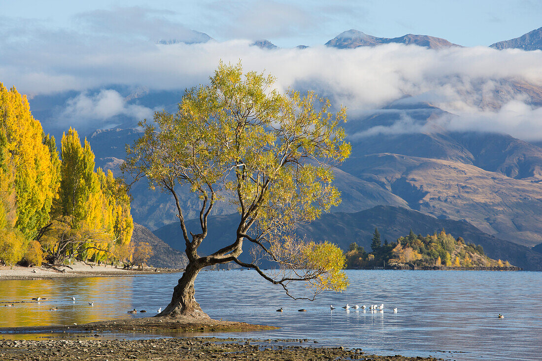 Lone willow tree growing at the edge of Lake Wanaka, autumn, Roys Bay, Wanaka, Queenstown-Lakes district, Otago, South Island, New Zealand, Pacific