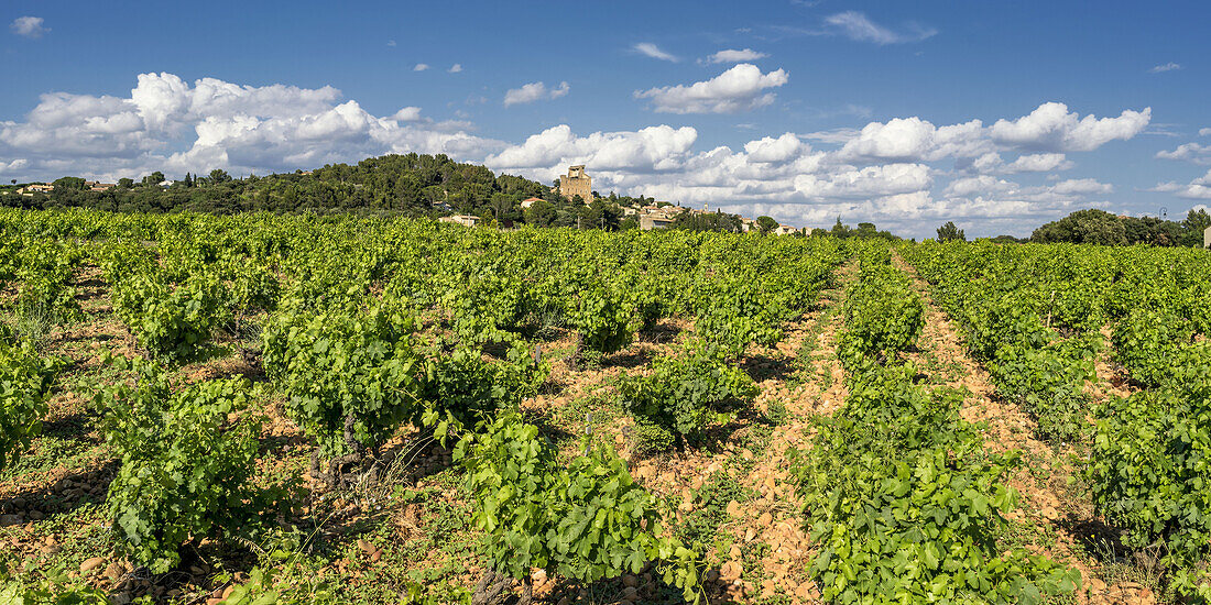 vineyards at Chateauneuf du Pape, Vaucluse, Provence, France