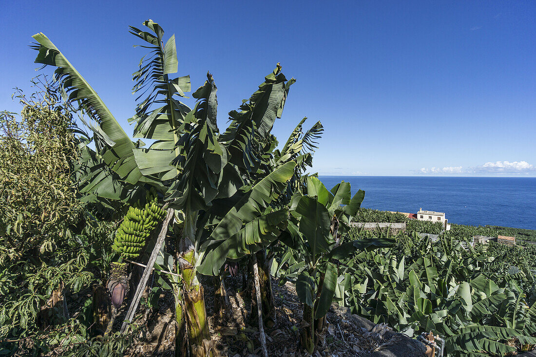 banana plantation at La Palma, Canary Islands, Spain