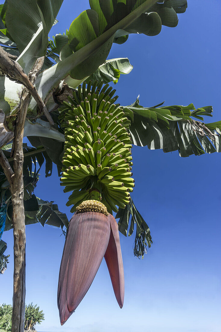 Bananenplantage in La Palma, Kanarische Inseln, Spanien