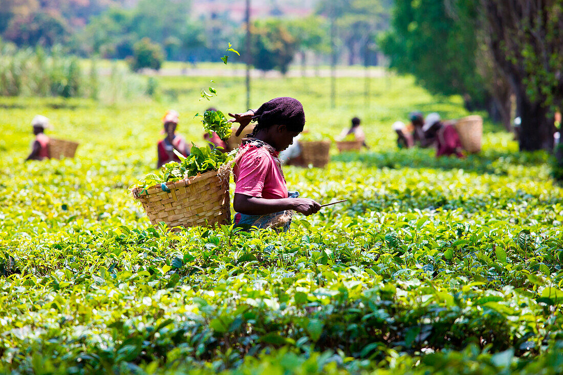 Central Africa, Malawi, Blantyre district, Tea farms