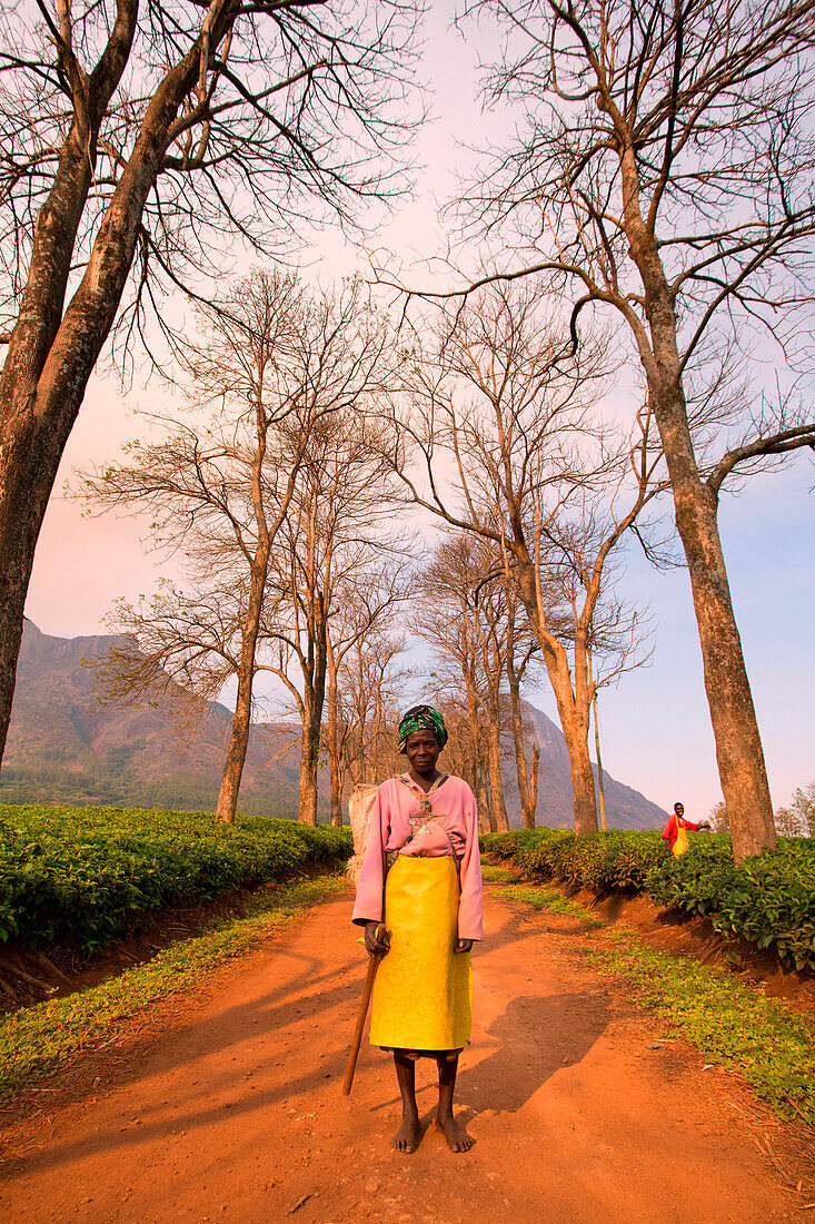 Central Africa, Malawi, Blantyre district, Tea farms