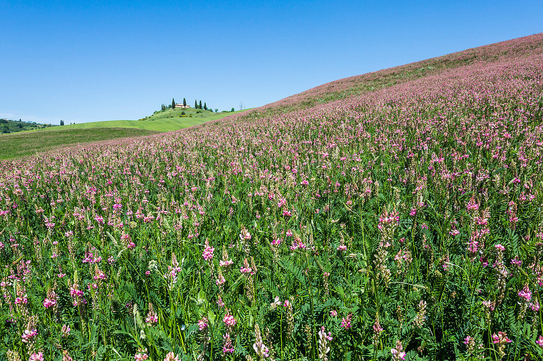 Flowers and green grass on the hills, Orcia Valley, Siena district, Tuscany, Italy