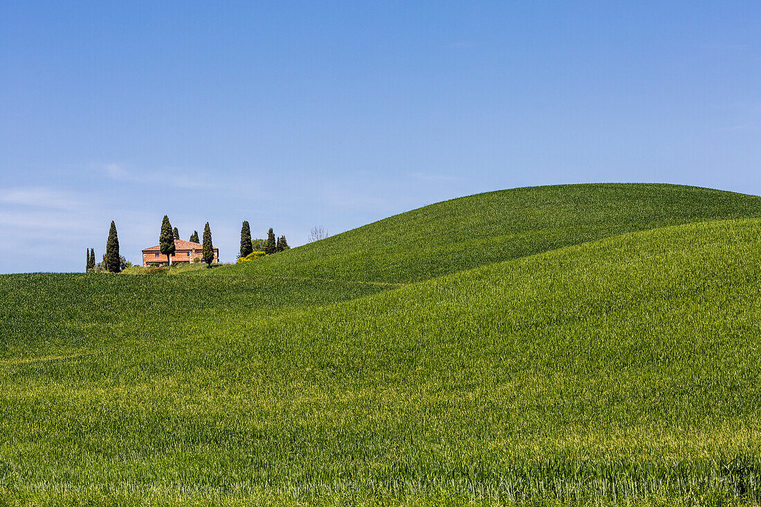 Farmhouse with cypresses on the hills, Orcia Valley, Siena district, Tuscany, Italy