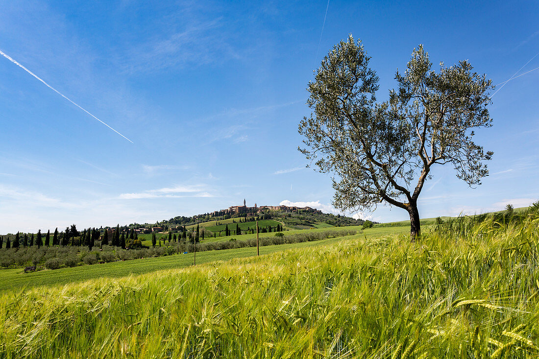 Oliove tree and Pienza on the background, Orcia Valley, Siena district, Tuscany, Italy