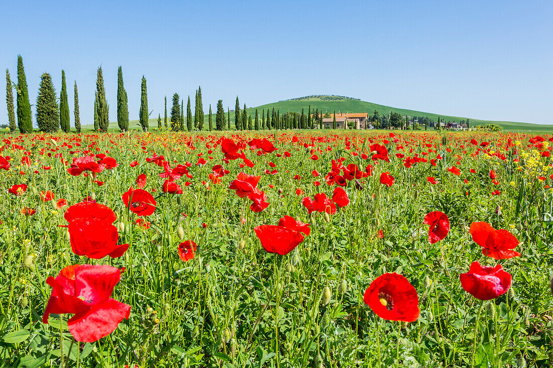 Expanse of poppies and cypresses, Orcia Valley, Siena district, Tuscany, Italy