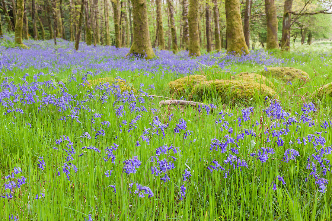 Bluebells flowers in the woods, Ireland, Europe