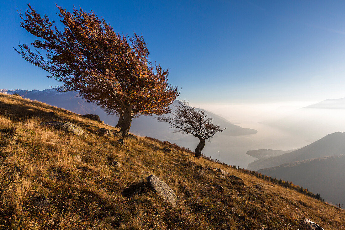 Beech trees with Lake Como on the background, Alto Lario, Como, Lombardy, Italy, Europe