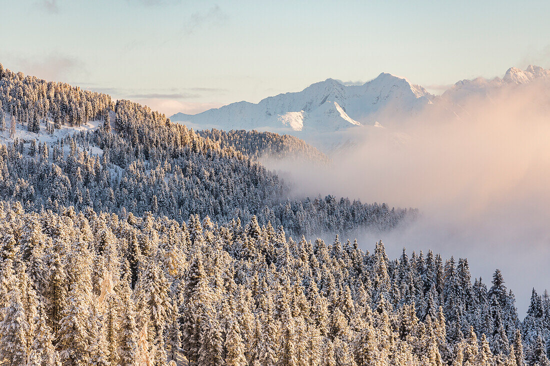 Pines covered in snow and Dolomites on the background, Passo delle Erbe, Bolzano, Trentino Alto Adige , Sudtirol, Italy, Europe
