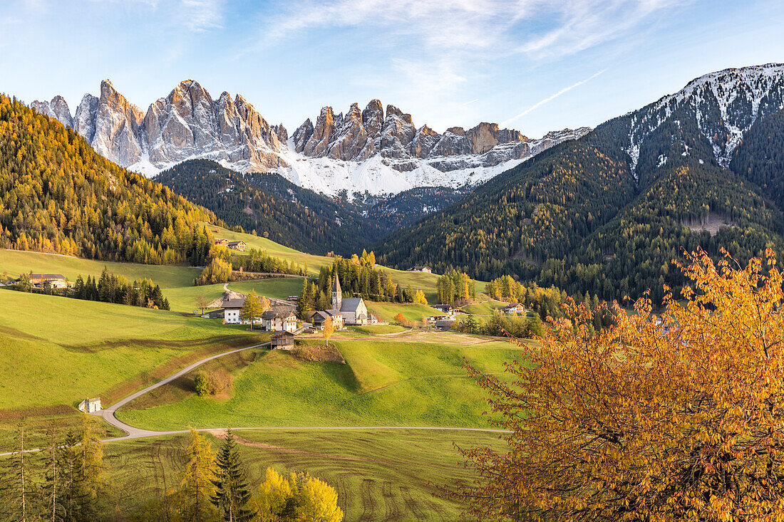 Autumnal cherry tree with Santa Maddalena village and Odle Dolomites peaks on the background, Santa Maddalena, Funes, Bolzano, Trentino Alto Adige , Sudtirol, Italy, Europe