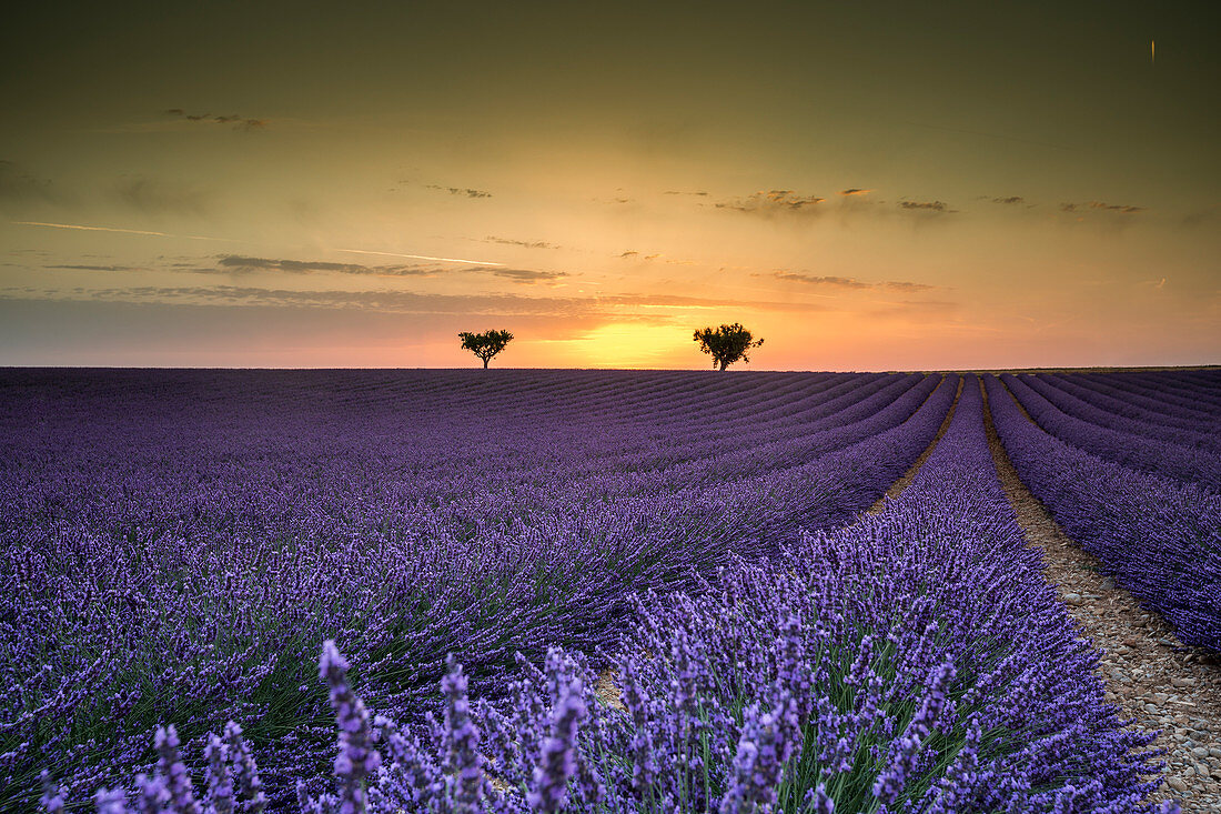 Lavender raws with trees at sunset, Plateau de Valensole, Alpes, de, Haute, Provence, Provence, Alpes, C+¦te d'Azur, France, Europe