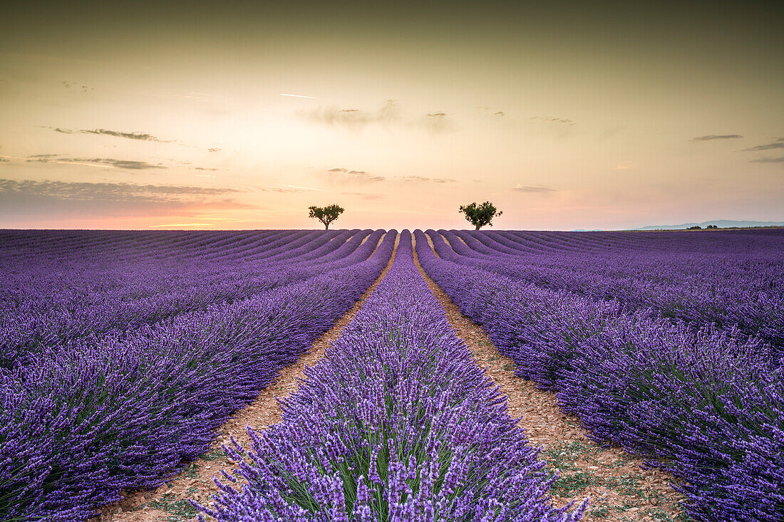 Lavender raws with trees at sunset, Plateau de Valensole, Alpes, de, Haute, Provence, Provence, Alpes, Cote d'Azur, France, Europe