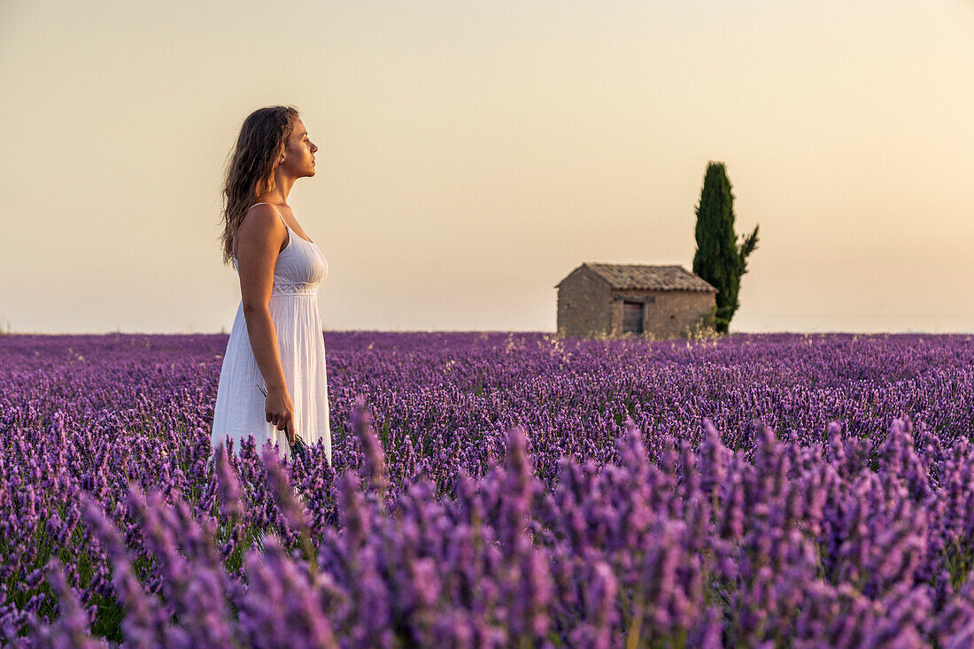 Woman at dawn in a lavender field, Plateau de Valensole, Alpes, de, Haute, Provence, Provence, Alpes, Cote d'Azur, France, Europe