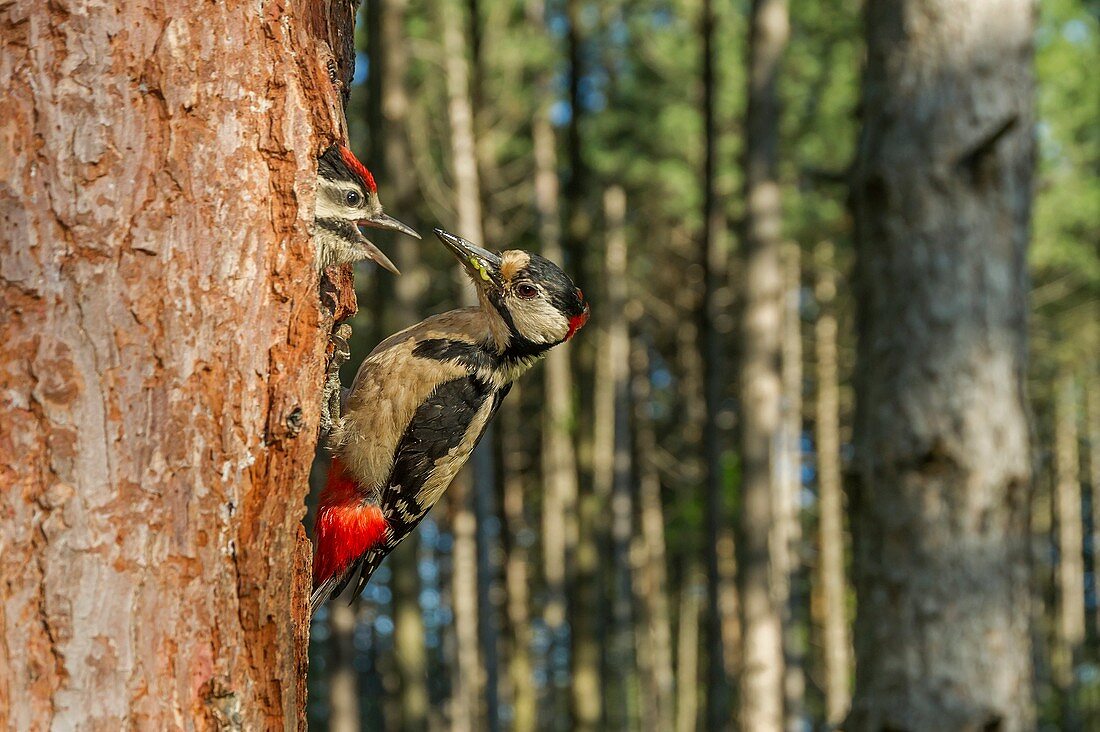 Great spotted woodpecker with cue, Trentino Alto, Adige, Italy