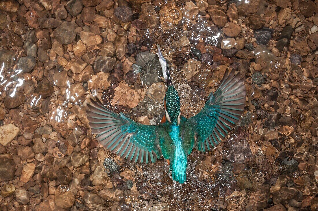 Kingfisher, Trentino Alto, Adige, Italy