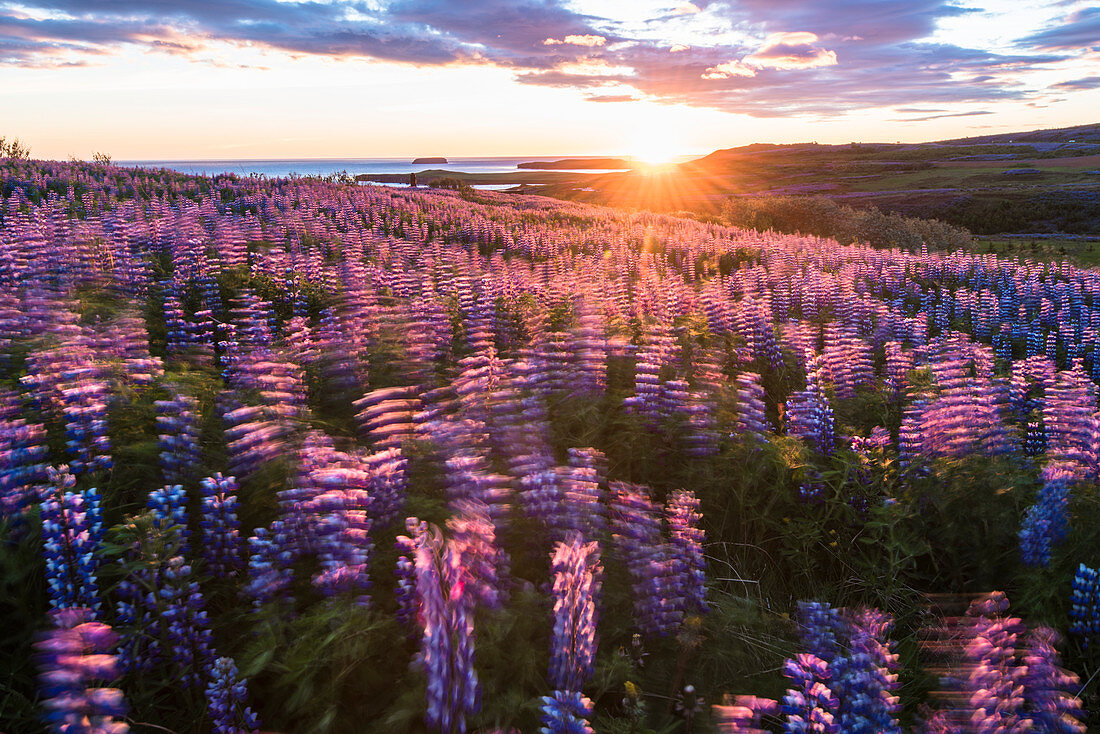 Husavik, Nordurland region, Northern Iceland, Field of lupins under the midnight sun