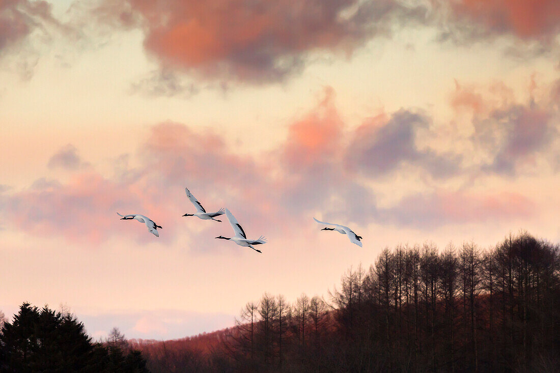 Japanese red crested cranes flying above Akan in hokkaido, at sunset, with mountains in the background