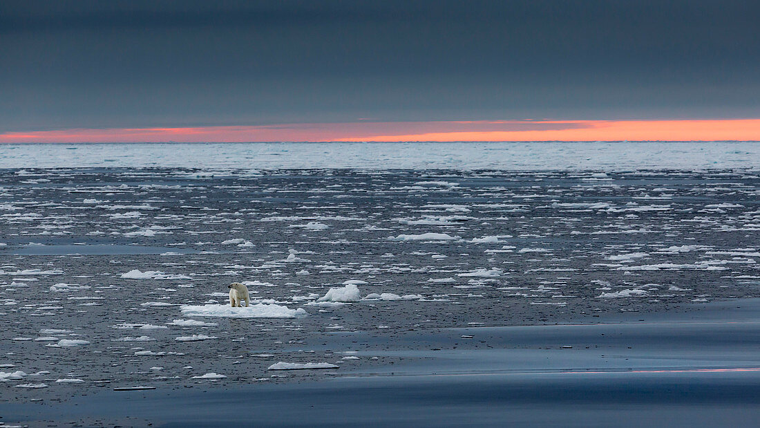 A polar bear under a sunset sky in the ice filed north off Spitsbergen Island stands on an ice floe, Svalbard, Norway