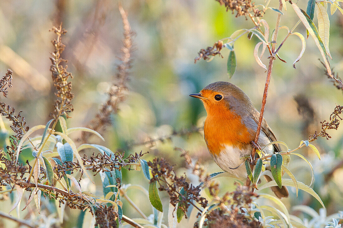 Sebino Natural Reserve, Lombardy, Italy, Robin