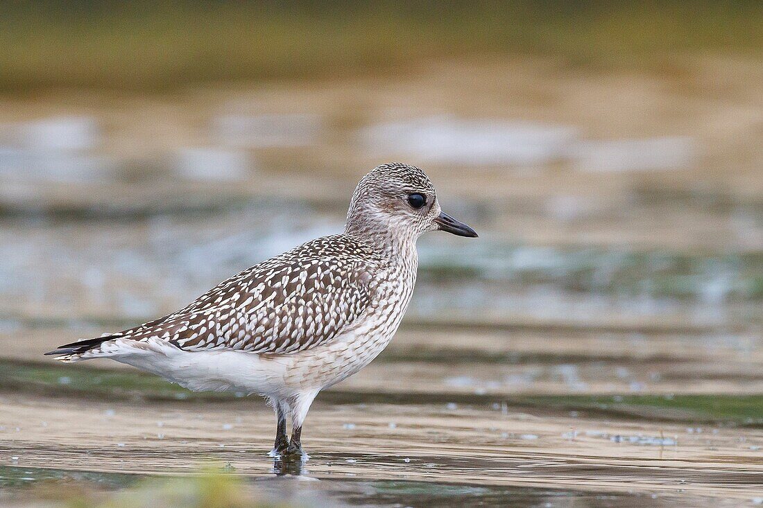 Lombary, Italy, Grey Plover