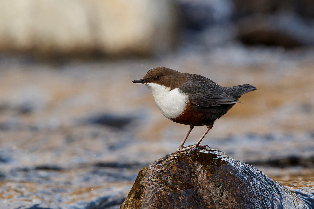 Lombardy, Italy, Dipper