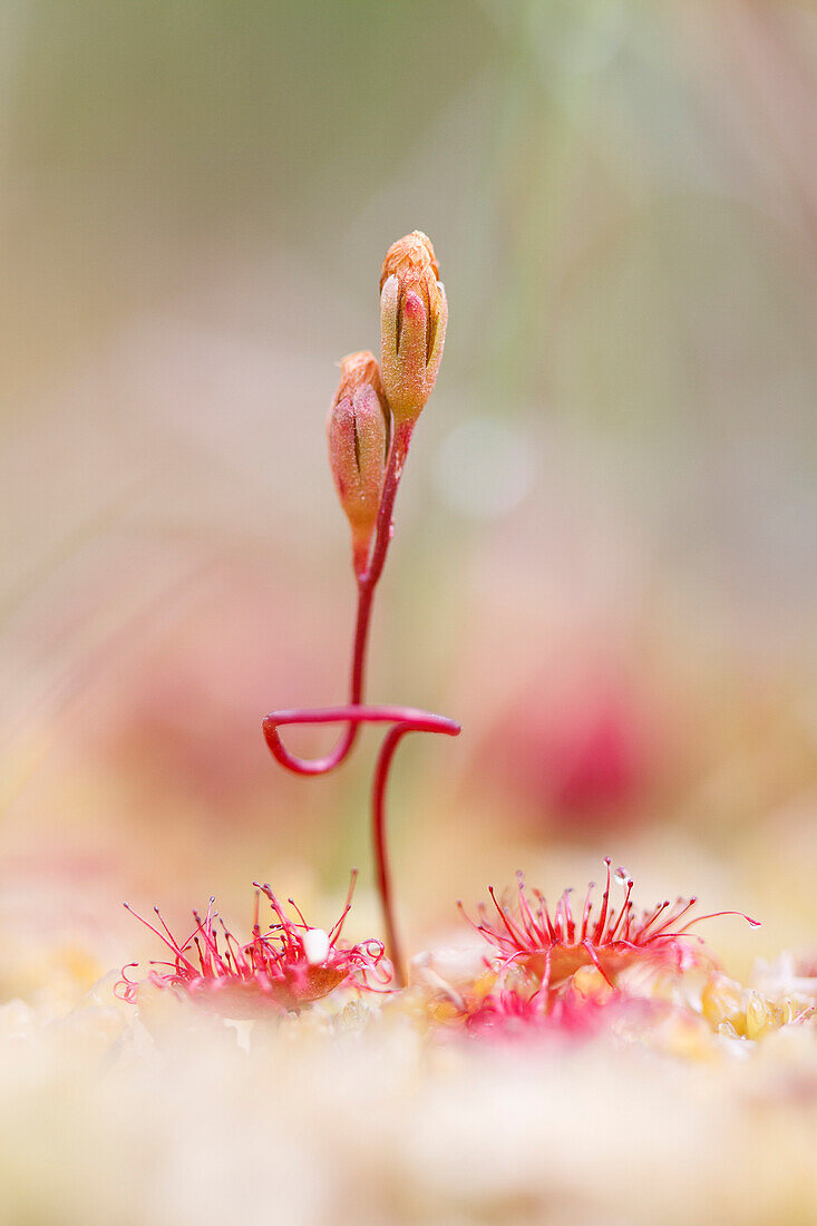 Lombardy, Italy, Roundleaf Sundew