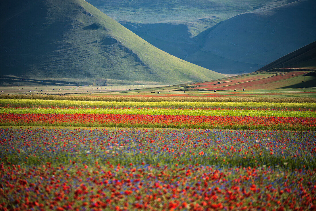 Europe, Italy, Umbria, Perugia district, Castelluccio of Norcia