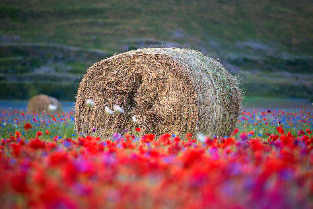 Europe, Italy, Umbria, Perugia district, Castelluccio of Norcia