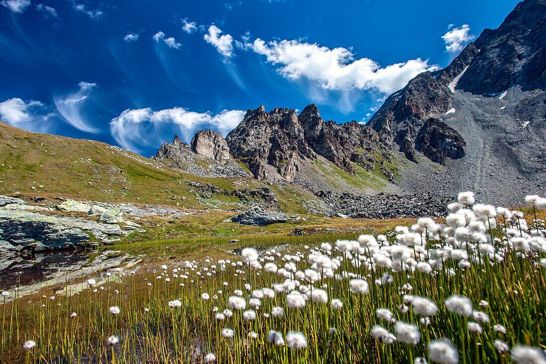 Cotton grass in full bloom on the banks of one of the Lej Furtshellas, Engadine, Switzerland