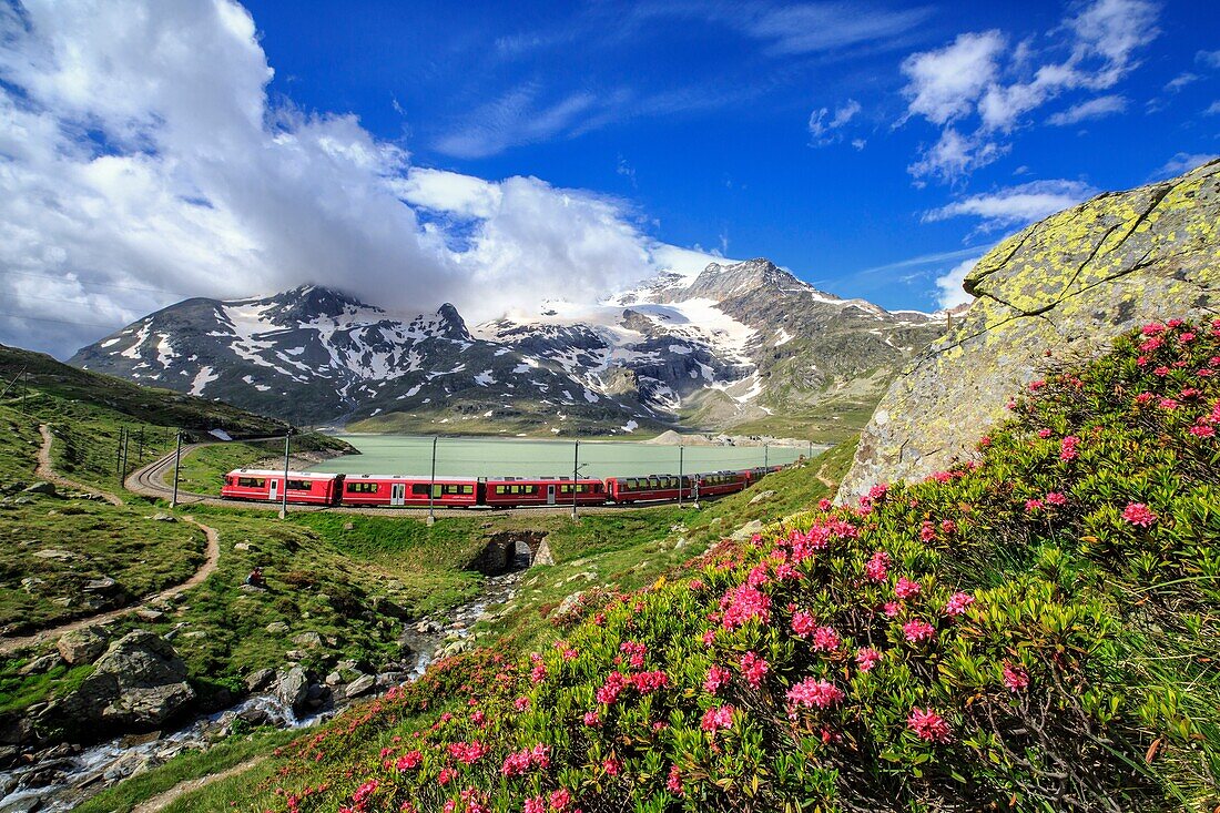 The red train of Bernina near the shores of White Lake, where the blossoming of rhododendron is in progress, Bernina Pass, Engadine, Canton of Graubunden, Switzerland