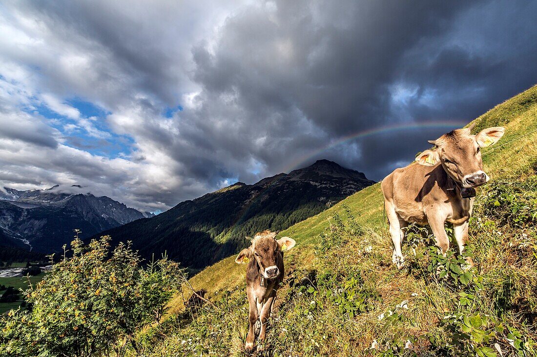An unexpected rainbow appears at dawn over some cows while grazing near Casaccia, Val Bregaglia Canton of Graubunden Switzerland Europe
