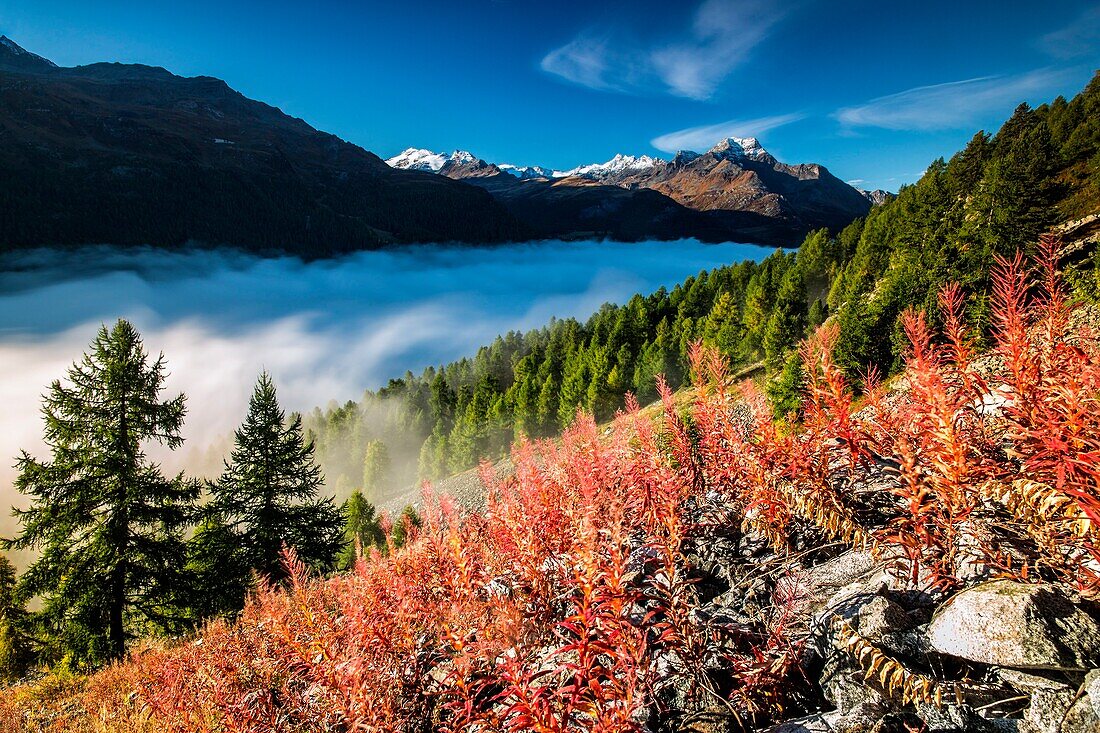 Autumn mist covers the valley floor hiding the lakes of Engadine, Sils, Canton of Graubunden, Switzerland Europe