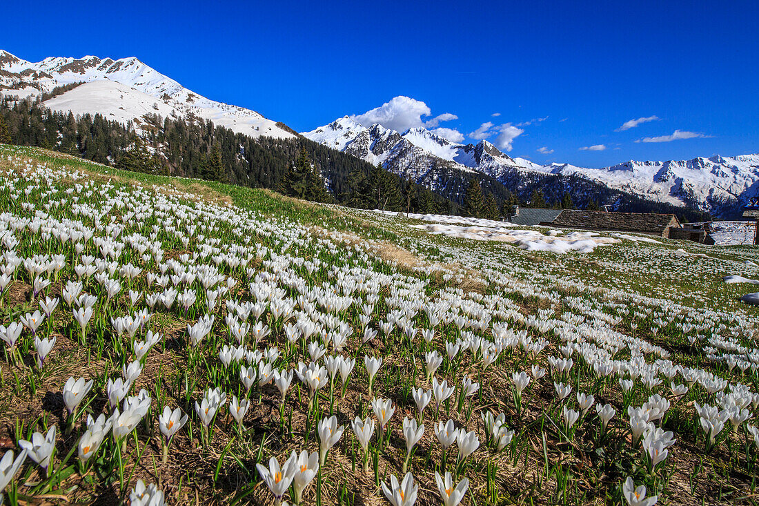 Spring flowering Crocus at Baitridana Alp not far from Albaredo, Orobie Alps, Lombardy, Italy, Europe