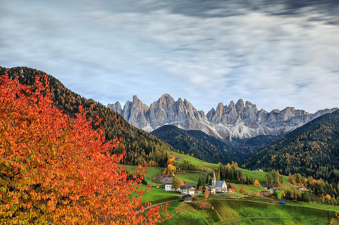 The autumn colors of a tree overlooking Val di Funes and St, Magdalena village, In the background the Odle Mountains, Dolomites