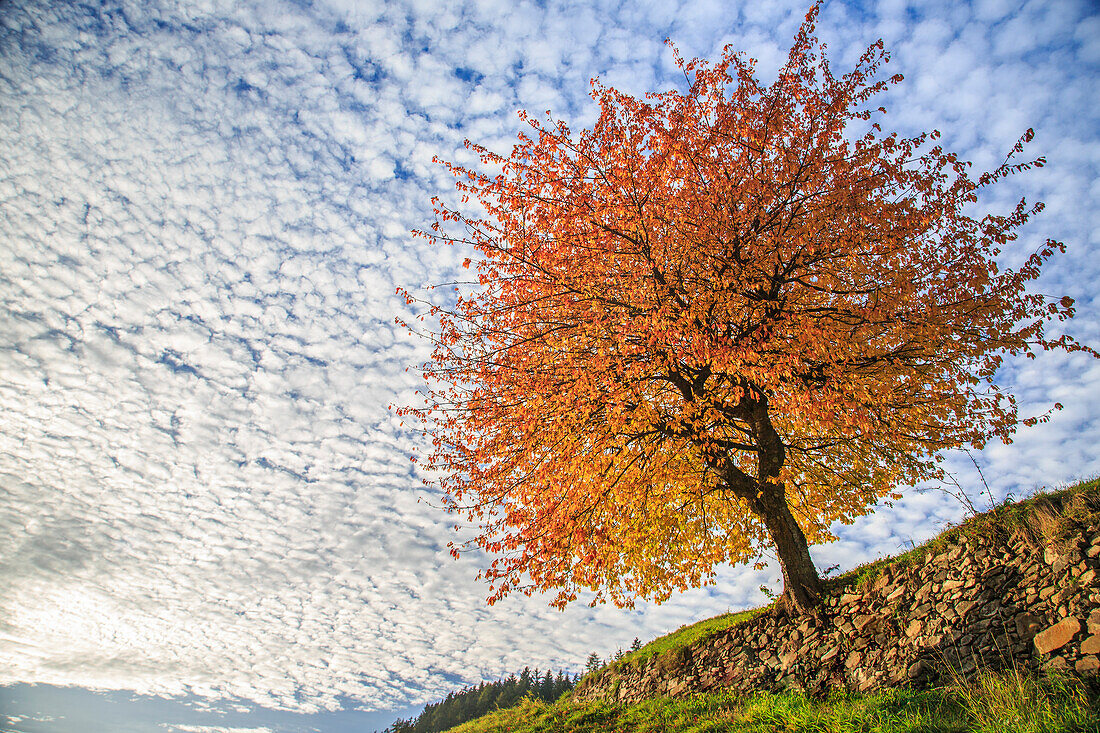 Autumn Red cherry tree meets the cloudy sky of Val di Funes, Dolomites, South Tyrol, Italy
