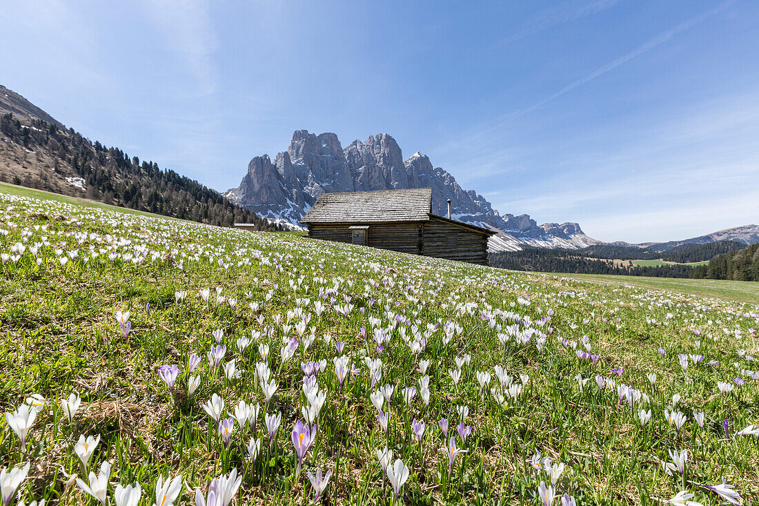 Flowers bloom on the meadows at the foot of the Odle, Malga Gampen Funes Valley, South Tyrol Dolomites Italy Europe