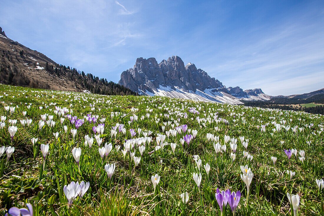 Flowers bloom on the meadows at the foot of the Odle, Malga Gampen Funes Valley, South Tyrol Dolomites Italy Europe