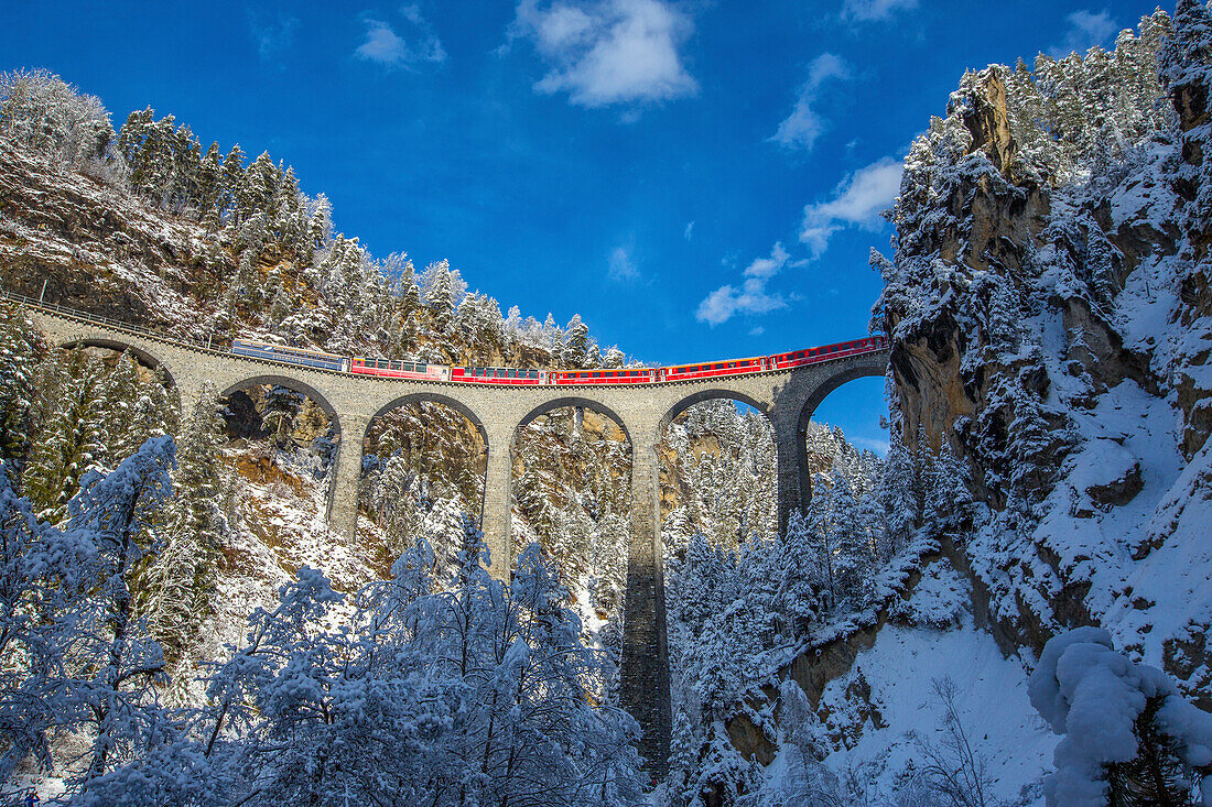 Bernina Express passes through the snowy woods Filisur Canton of Grisons Switzerland Europe