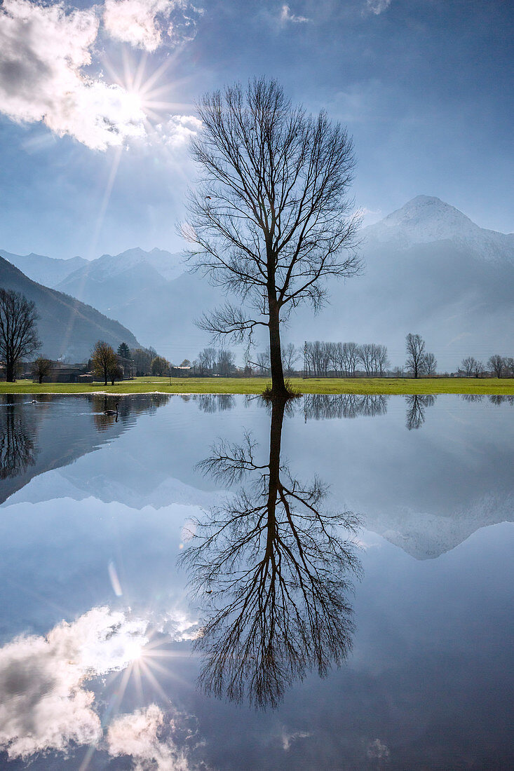 Natural reserve of Pian di Spagna flooded with Mount Legnone and trees reflected in the water Valtellina Lombardy Italy Europe