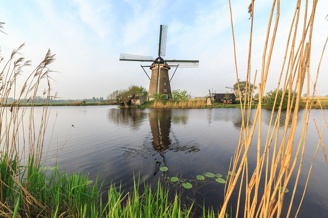 Green grass and reedbeds frame the windmills reflected in the canal Kinderdijk Rotterdam South Holland Netherlands Europe