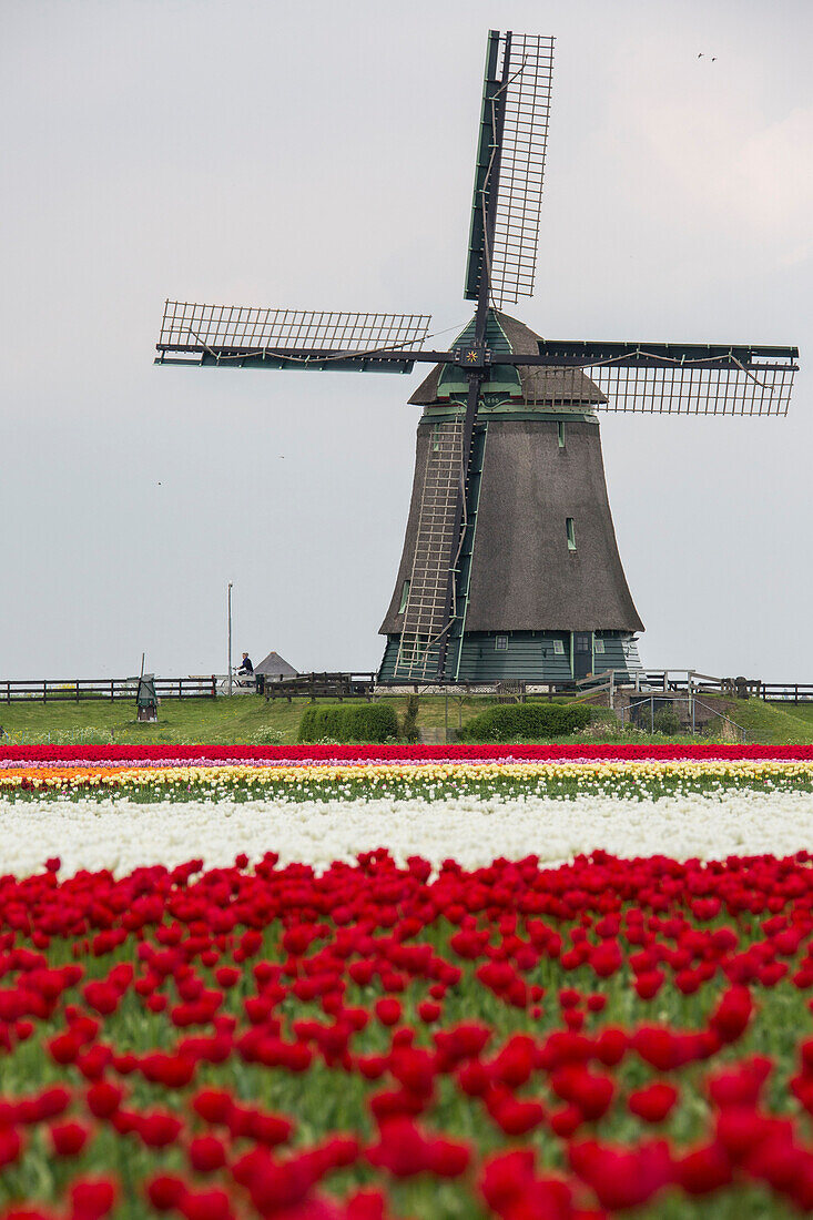 Multicolored tulip fields frame the windmill in spring Berkmeer Koggenland North Holland Netherlands Europe