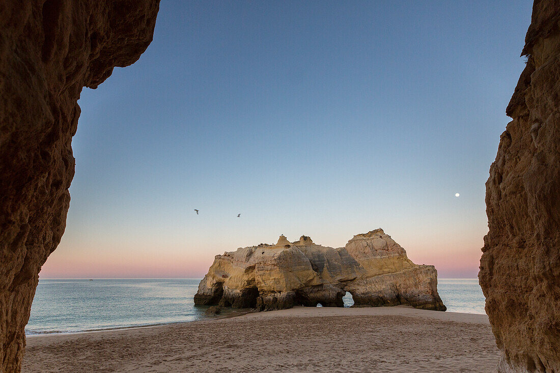 Birds flying on cliffs and ocean under the pink sky at dawn at Praia da Rocha Portimao Faro district Algarve Portugal Europe