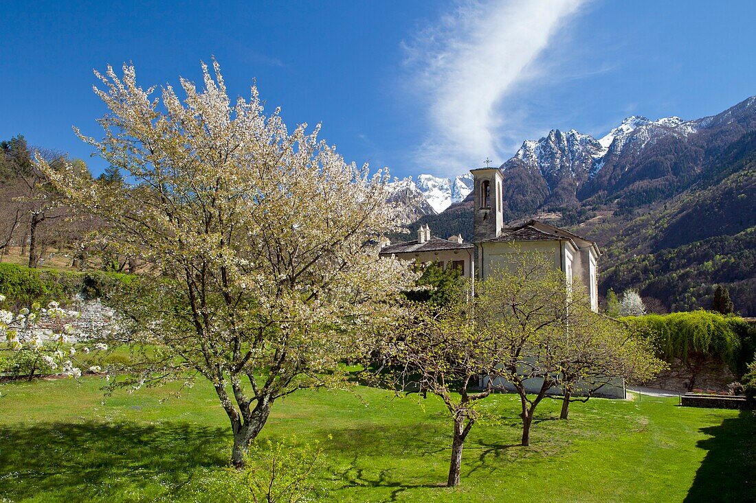 Cherry trees blooming in the orchard of the Vertemate Franchi Palace, in Prosto di Piuro, Valchiavenna, Lombardy Italy Europe